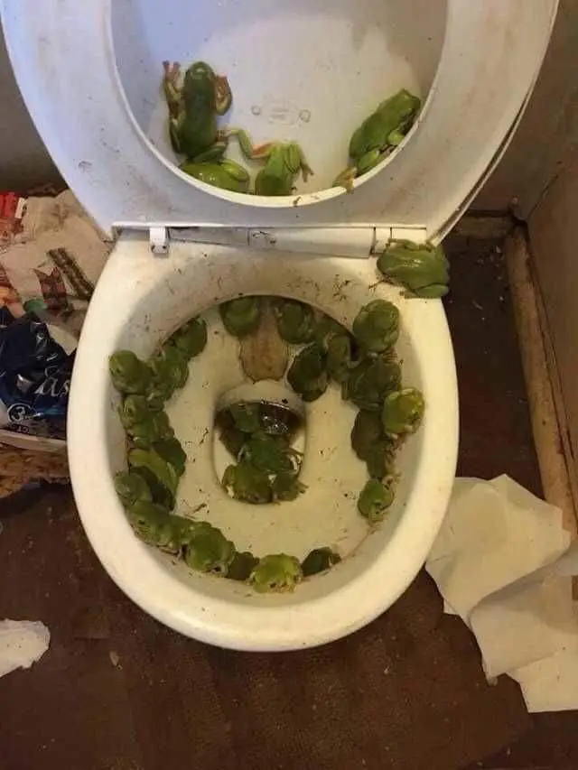 50 frogs in a toilet